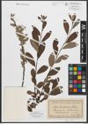 Foto von Salix smithiana Willd.